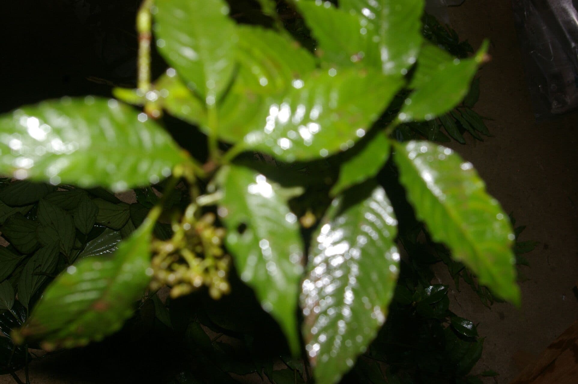 Palicourea 10