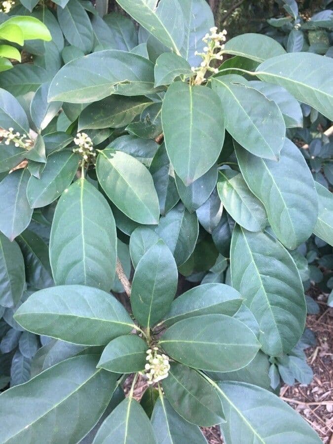 Dendropanax 2