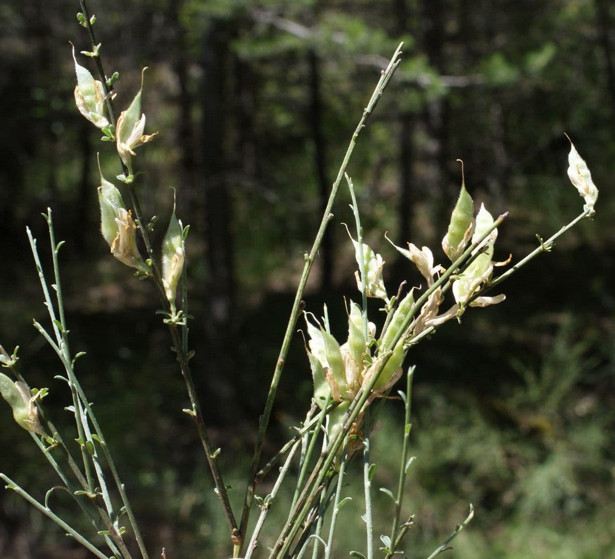 Ginestra cenerina