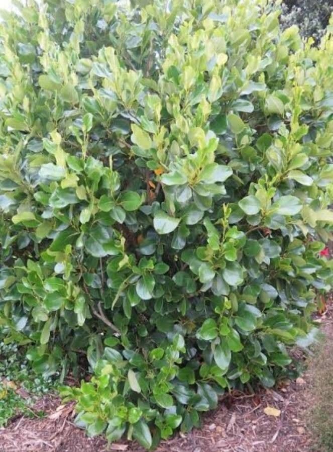Griselinia