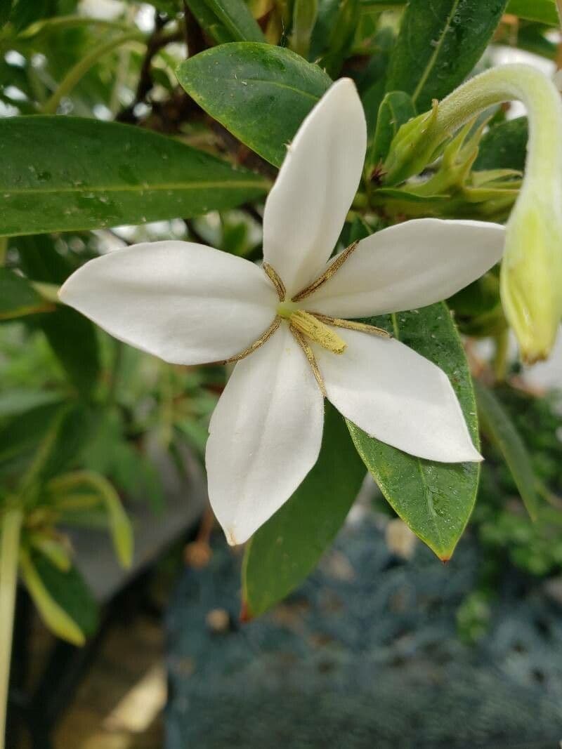 Alibertia edule 9