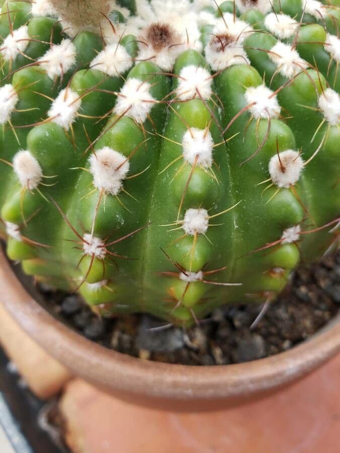 Parodia 7