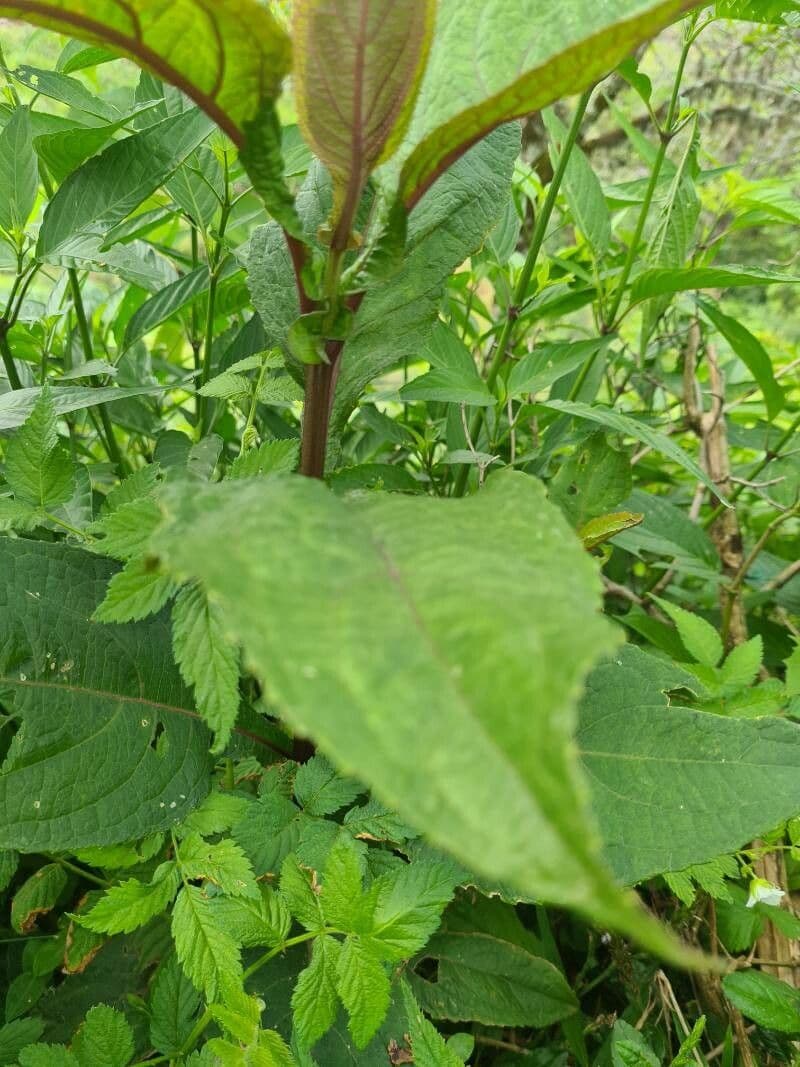 Eupatorio maculato 18
