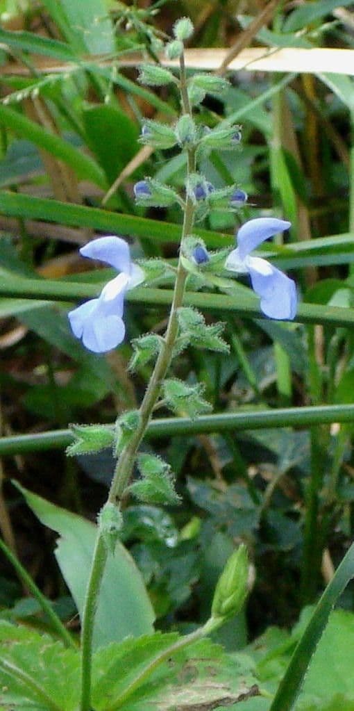 Salvia 4