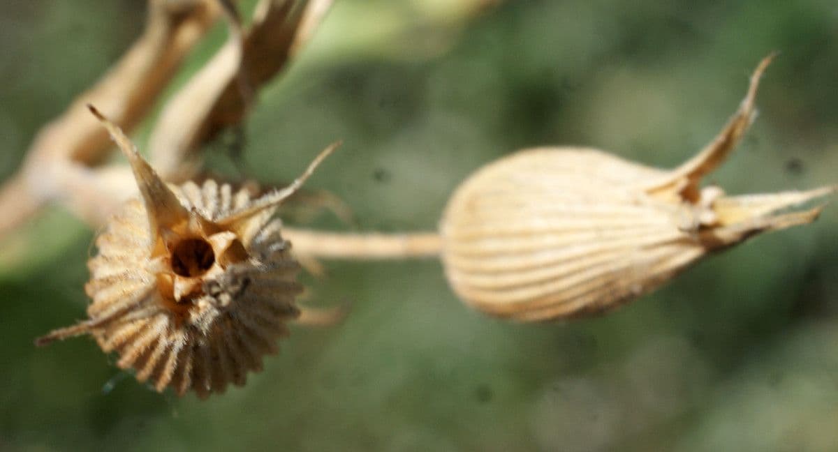 Silene conica 5