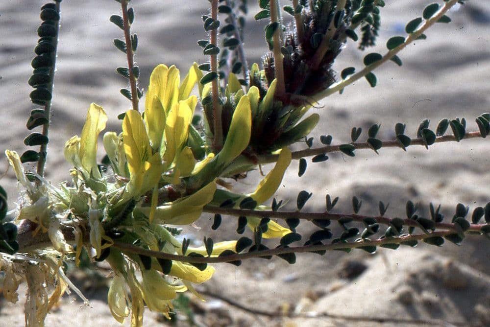 Astragalo 7