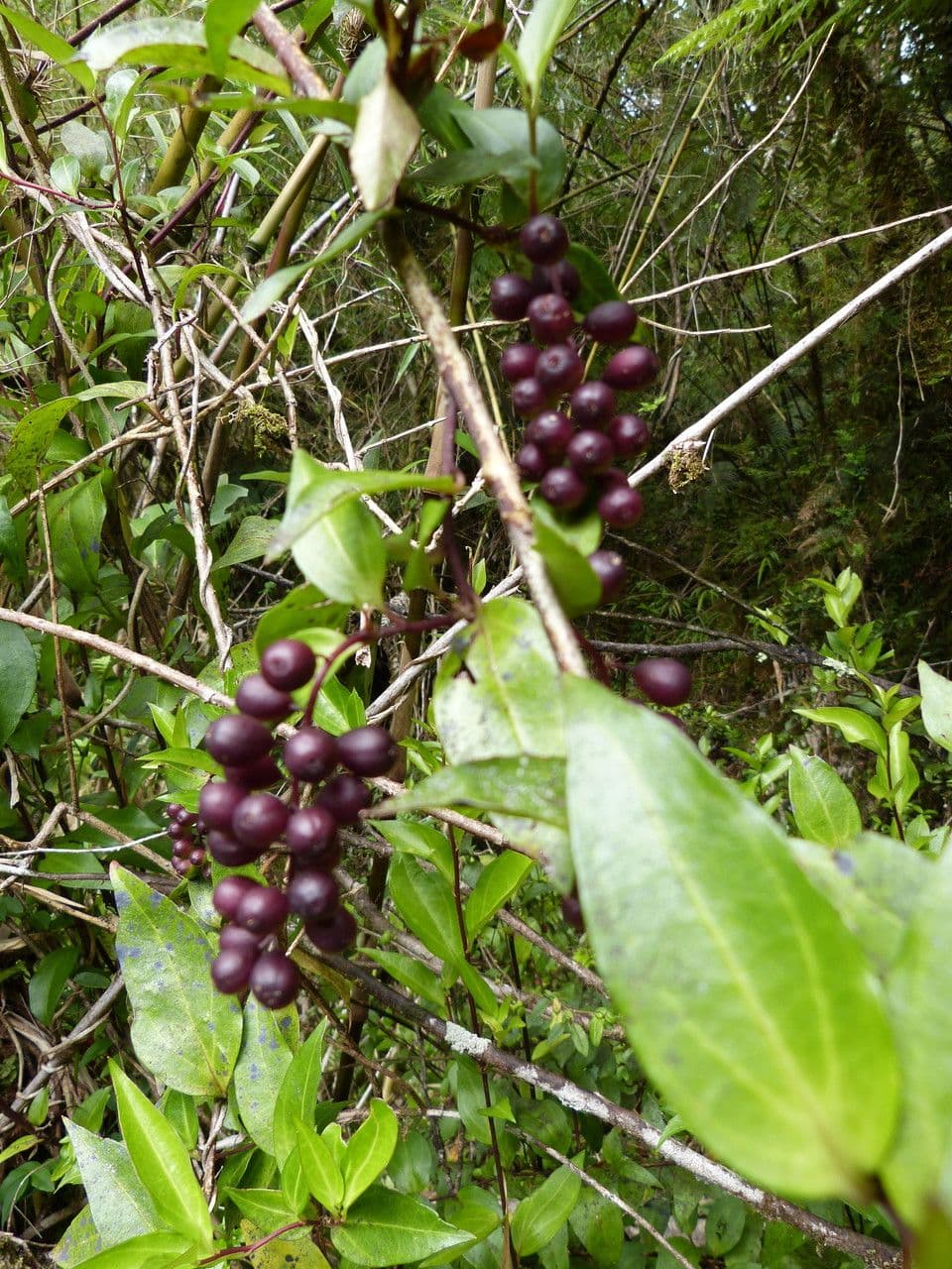 Griselinia 18