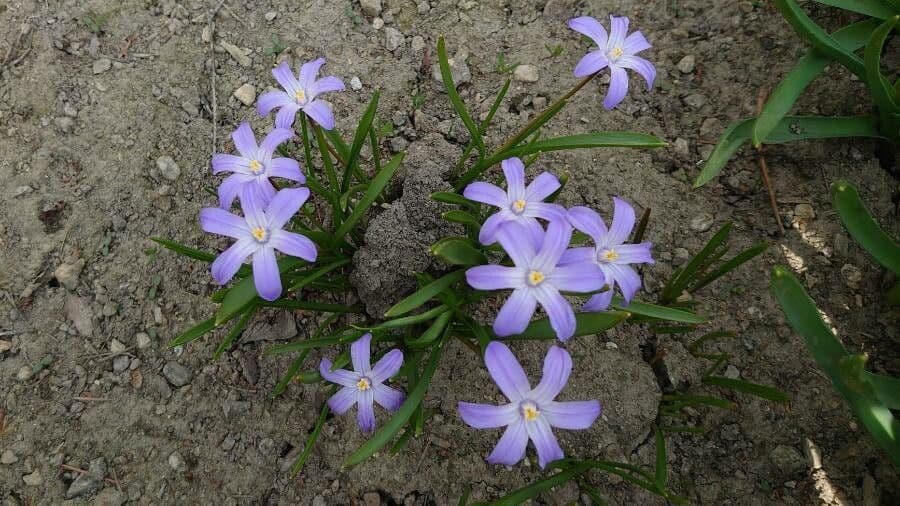 Scilla di Boissier 8