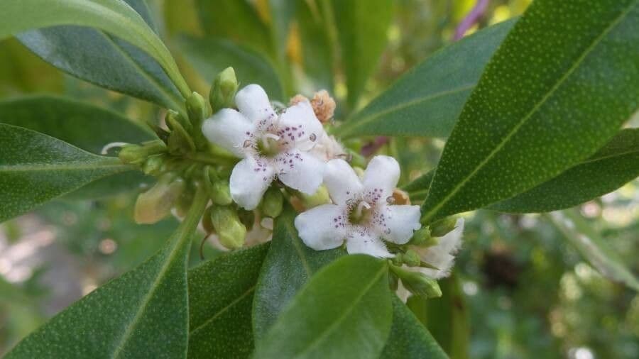 Schlankblättriges Myoporum 10