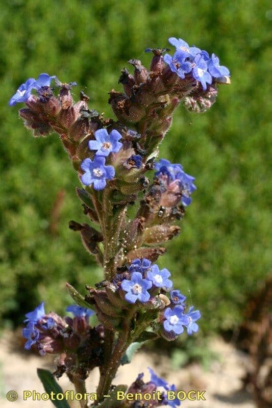 Anchusa 17