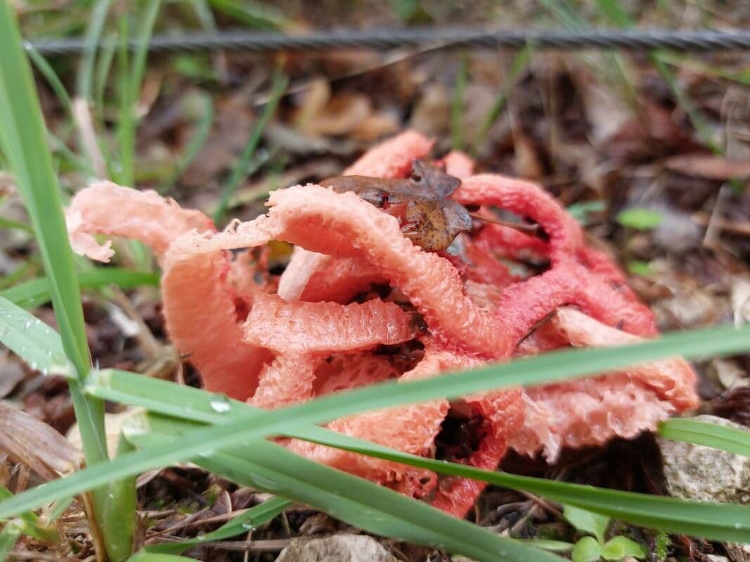 Hydnora 5