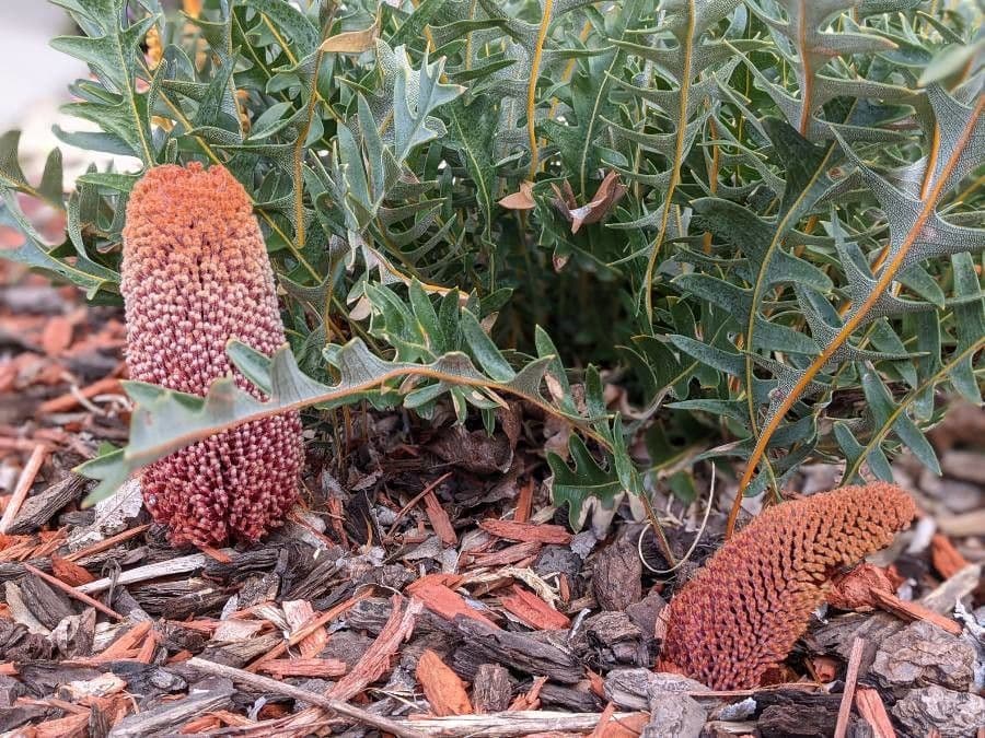 Banksia 3