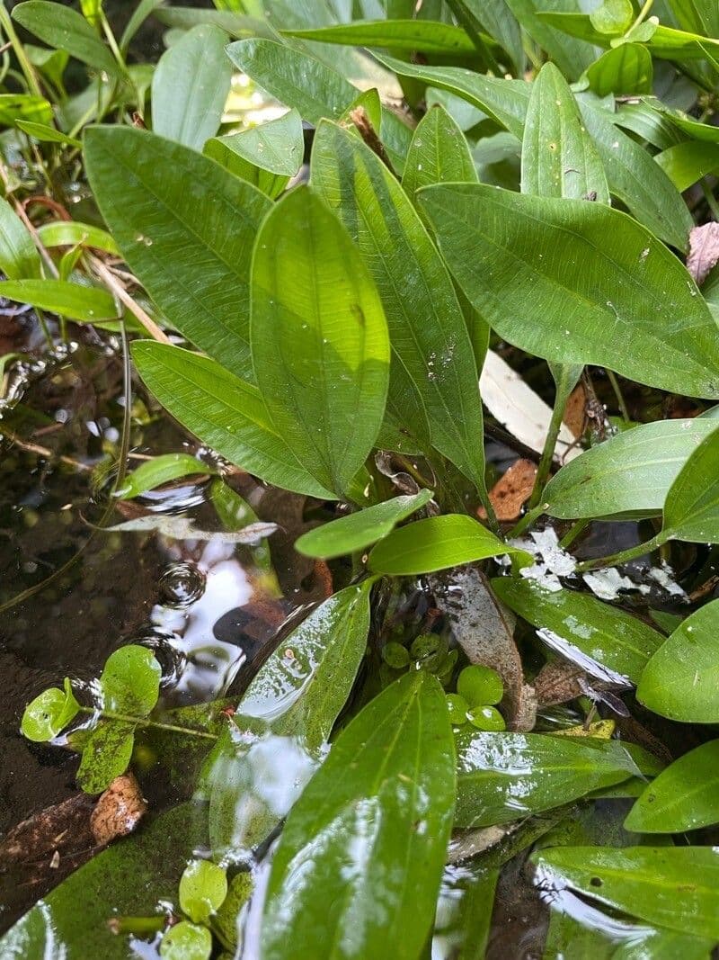 Sagittaria graminea 14