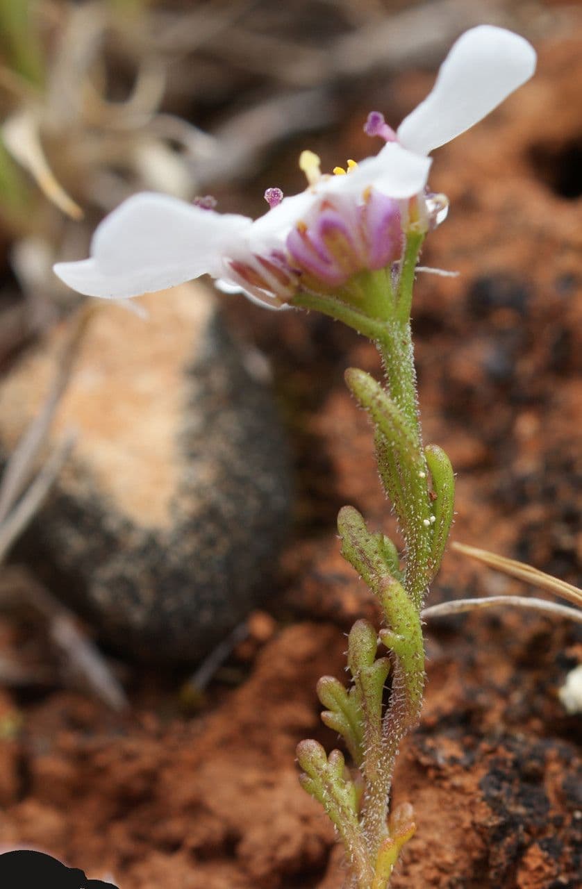 Iberis procumbens 8