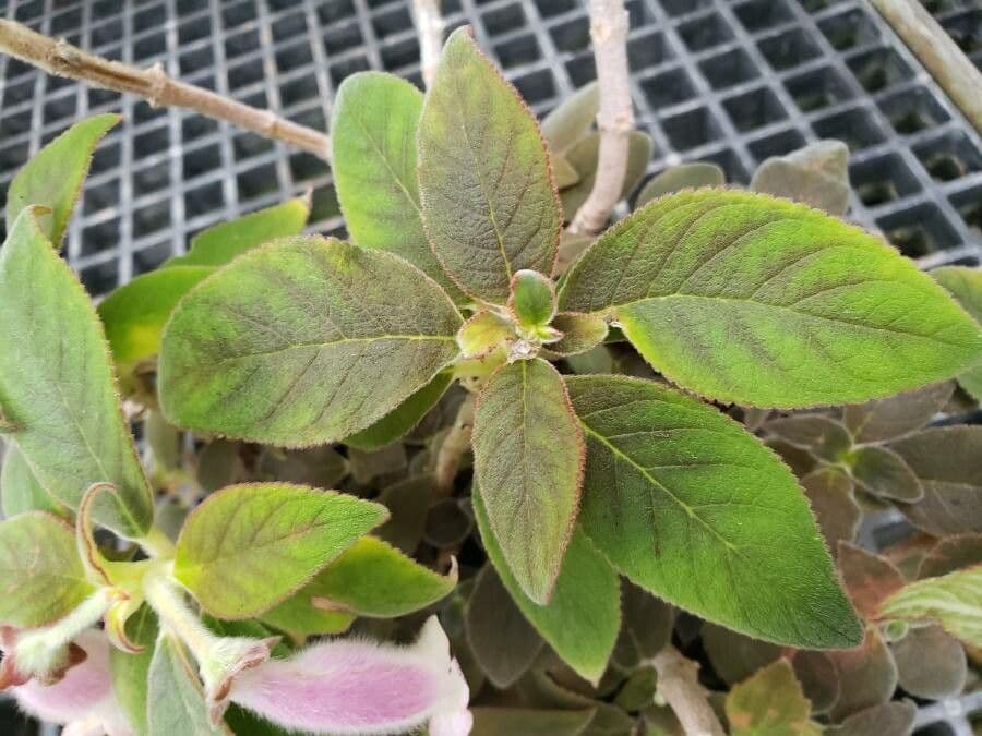 Kohleria pelosa 11