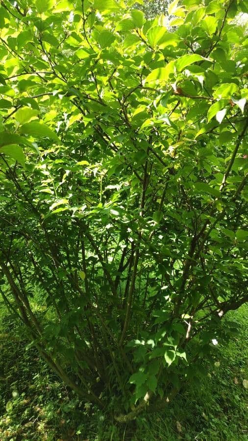 Chinese stachyurus 5