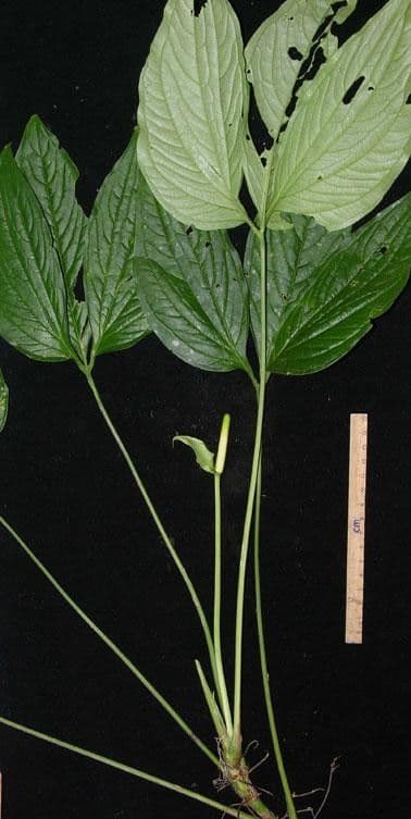Aroidea 10