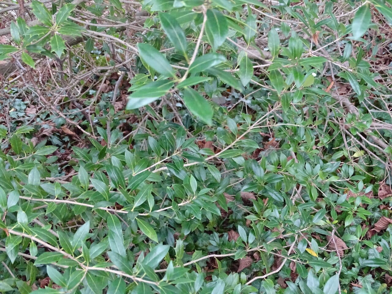 Olearia 2