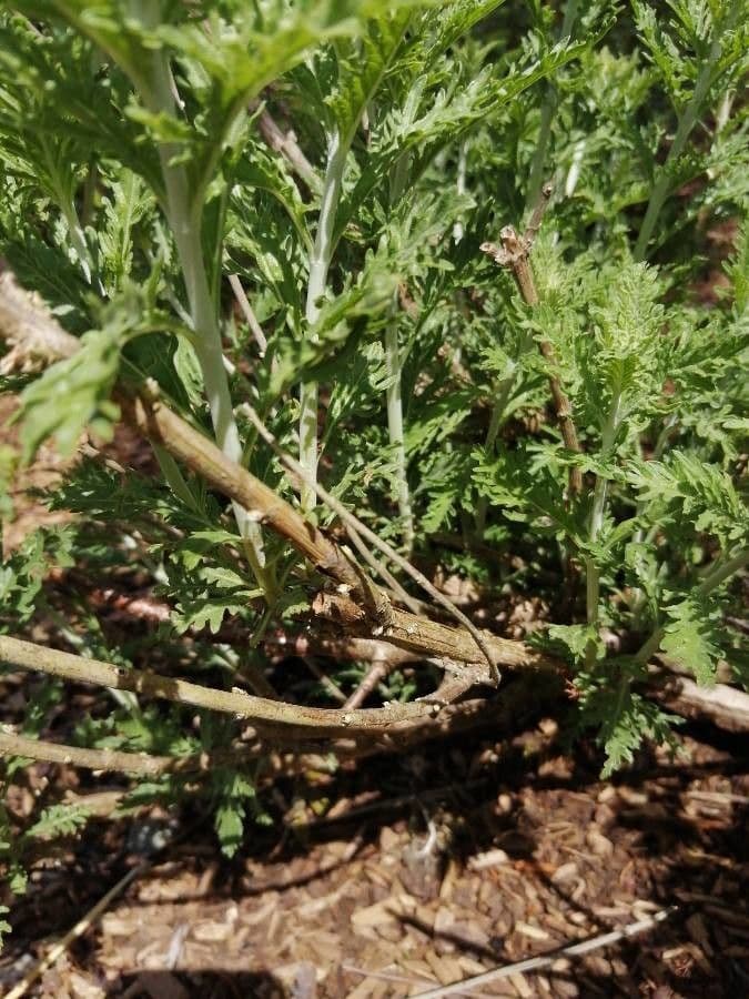 Euryops 18