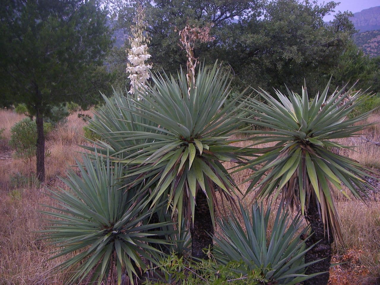 Yucca madrensis 6