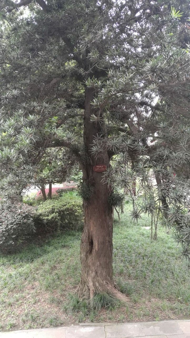 Podocarpus macrophyllus 12