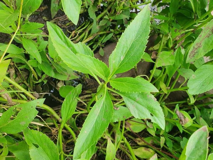 Adenostemma 6
