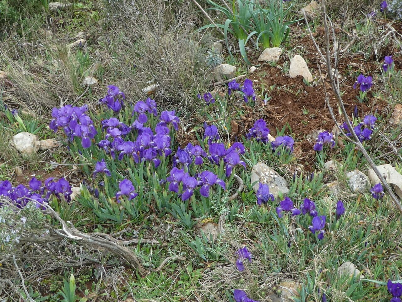 Iris lutescens 12