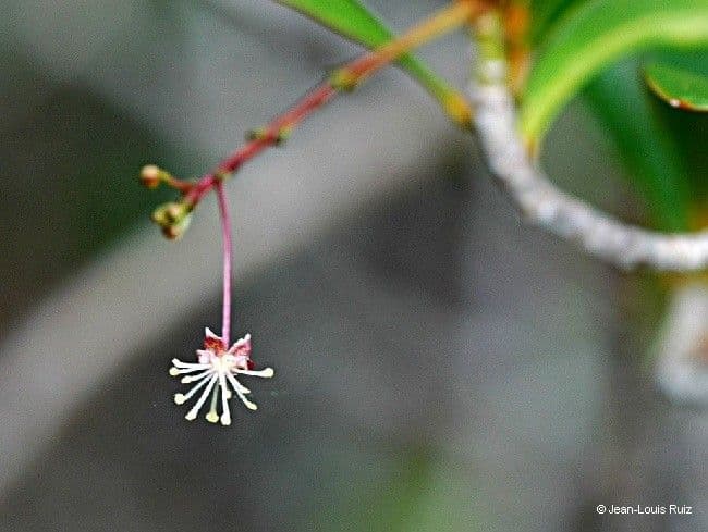 Codiaeum
