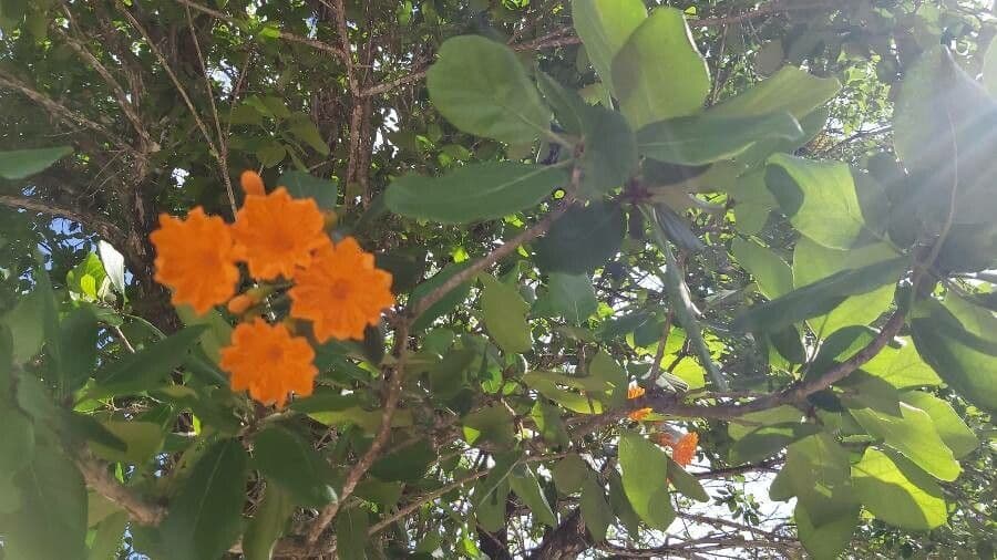 Cordia dodecandra 4
