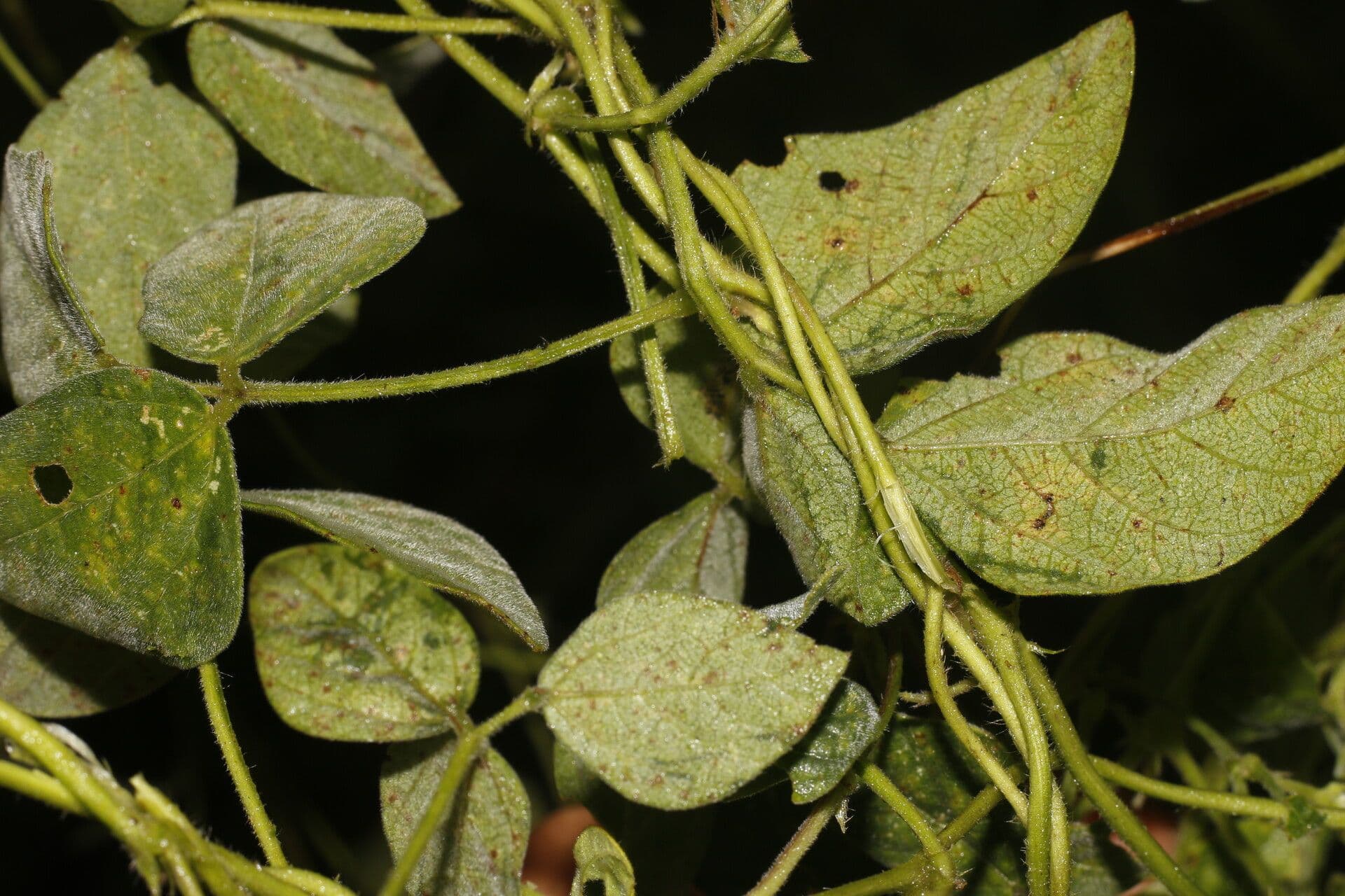 Desmodium cajanifolium 3