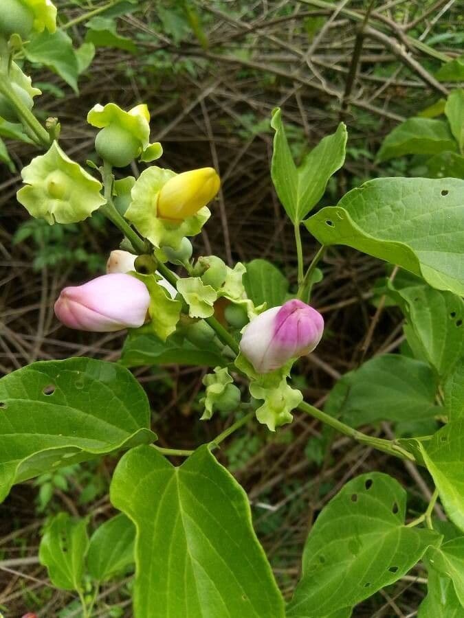 Amphilophium paniculato 7