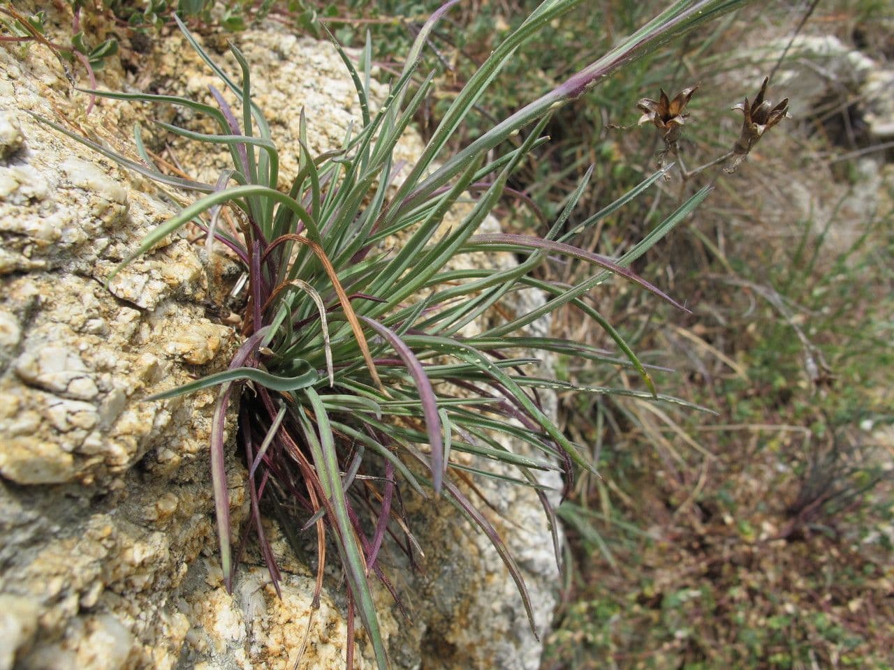 Garofano 9