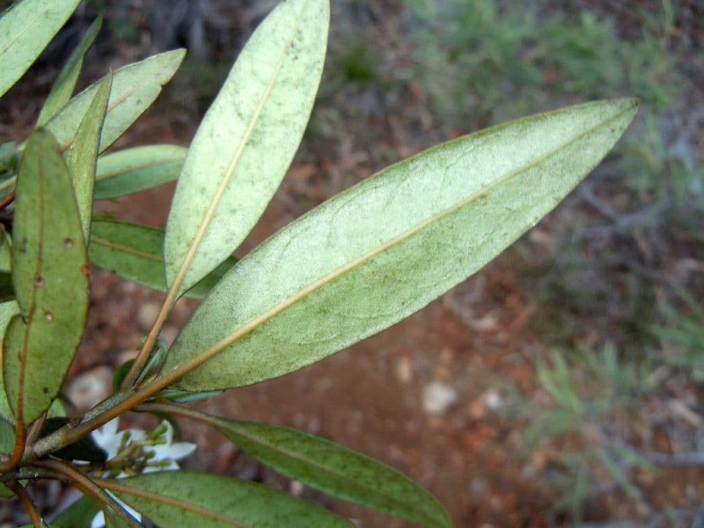 Psicotria 11