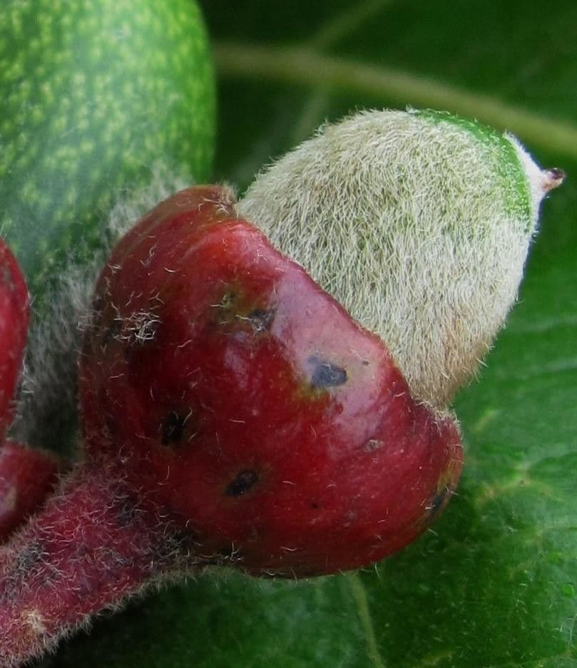 Ocotea