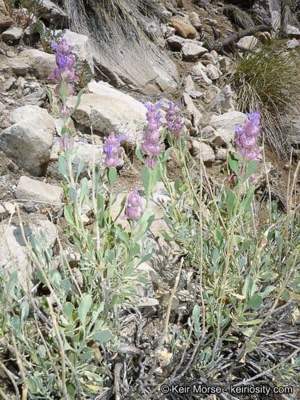Salvia pachyphylla 10