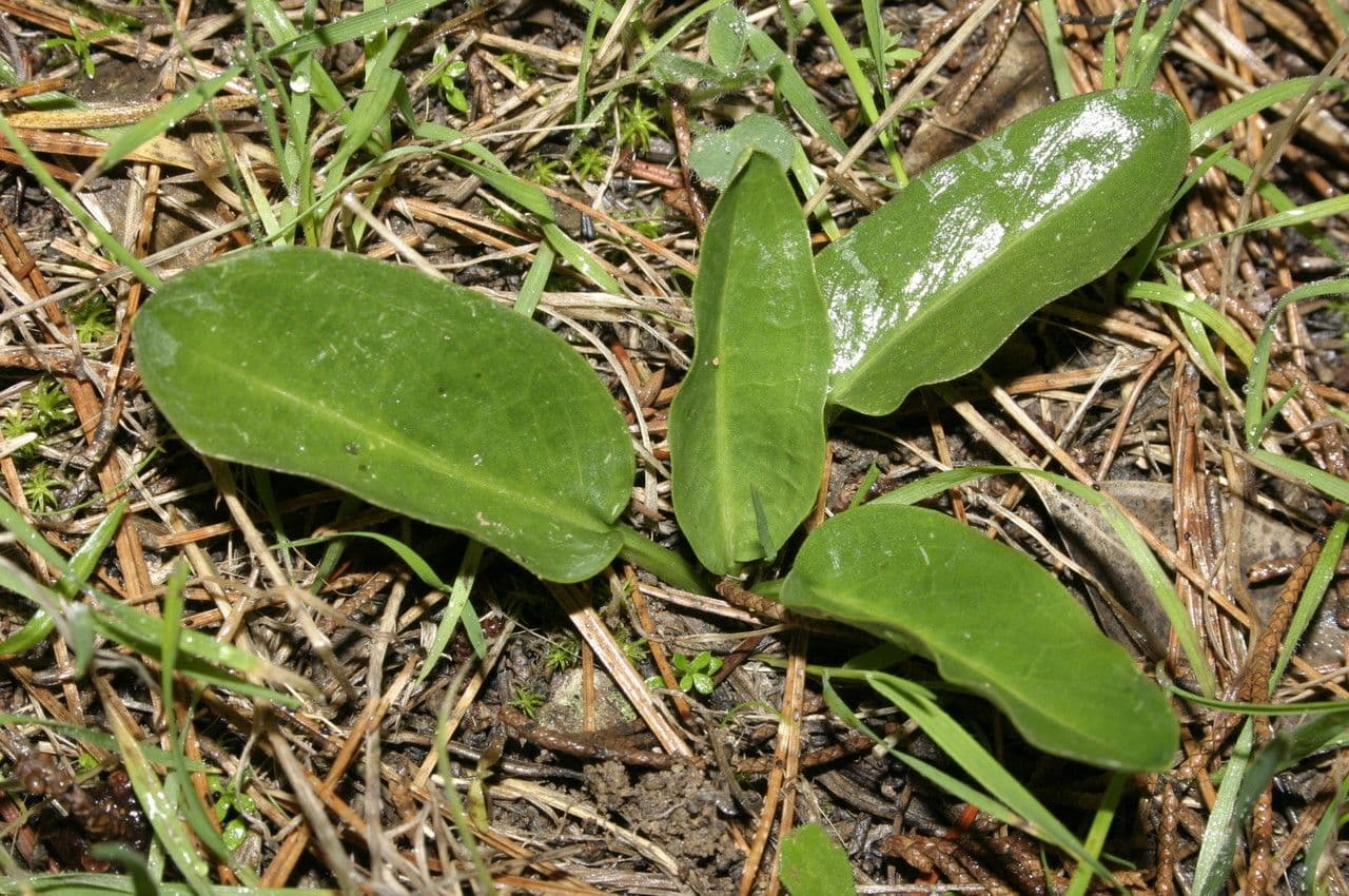 Biarum 2