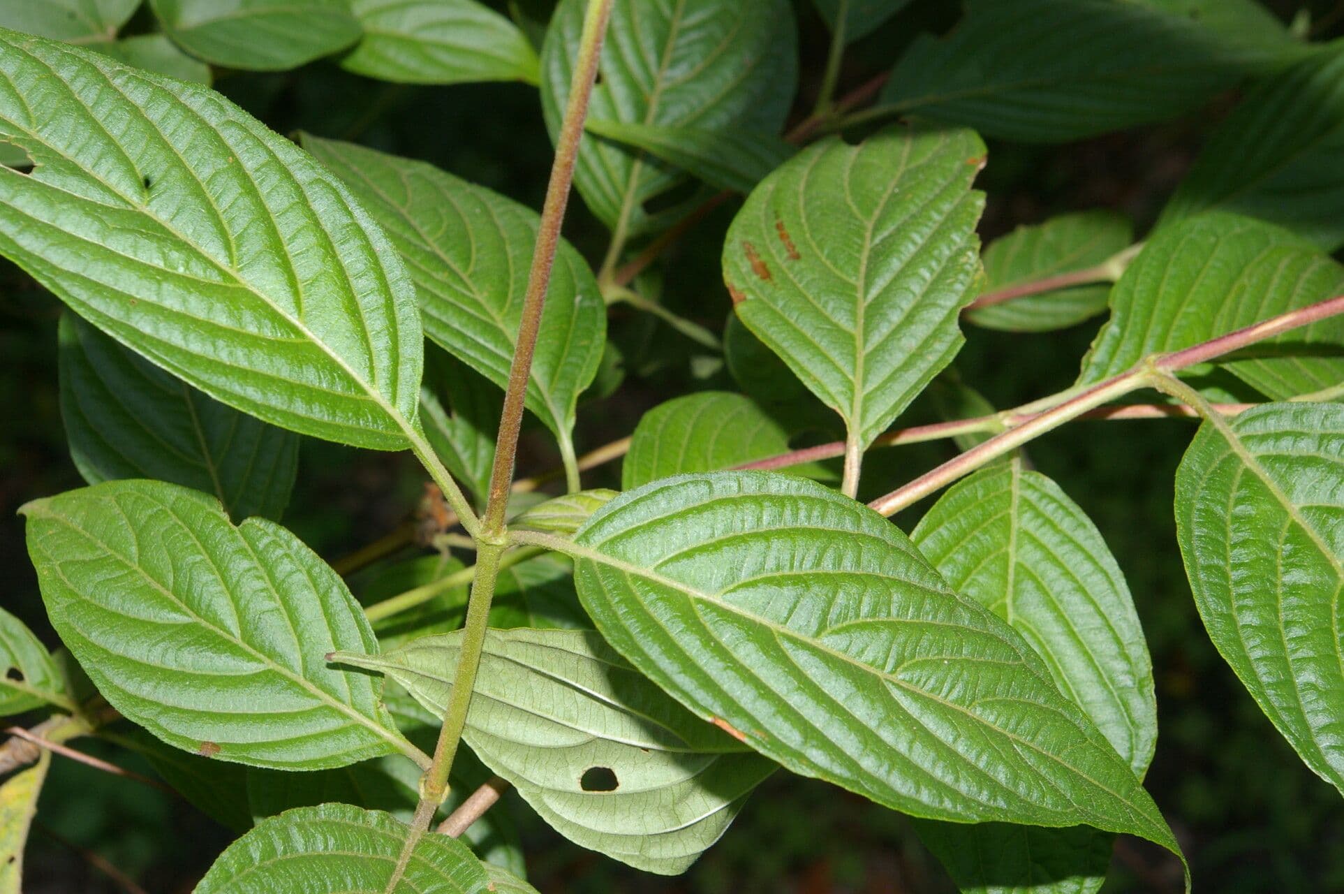 Gonzalagunia 5