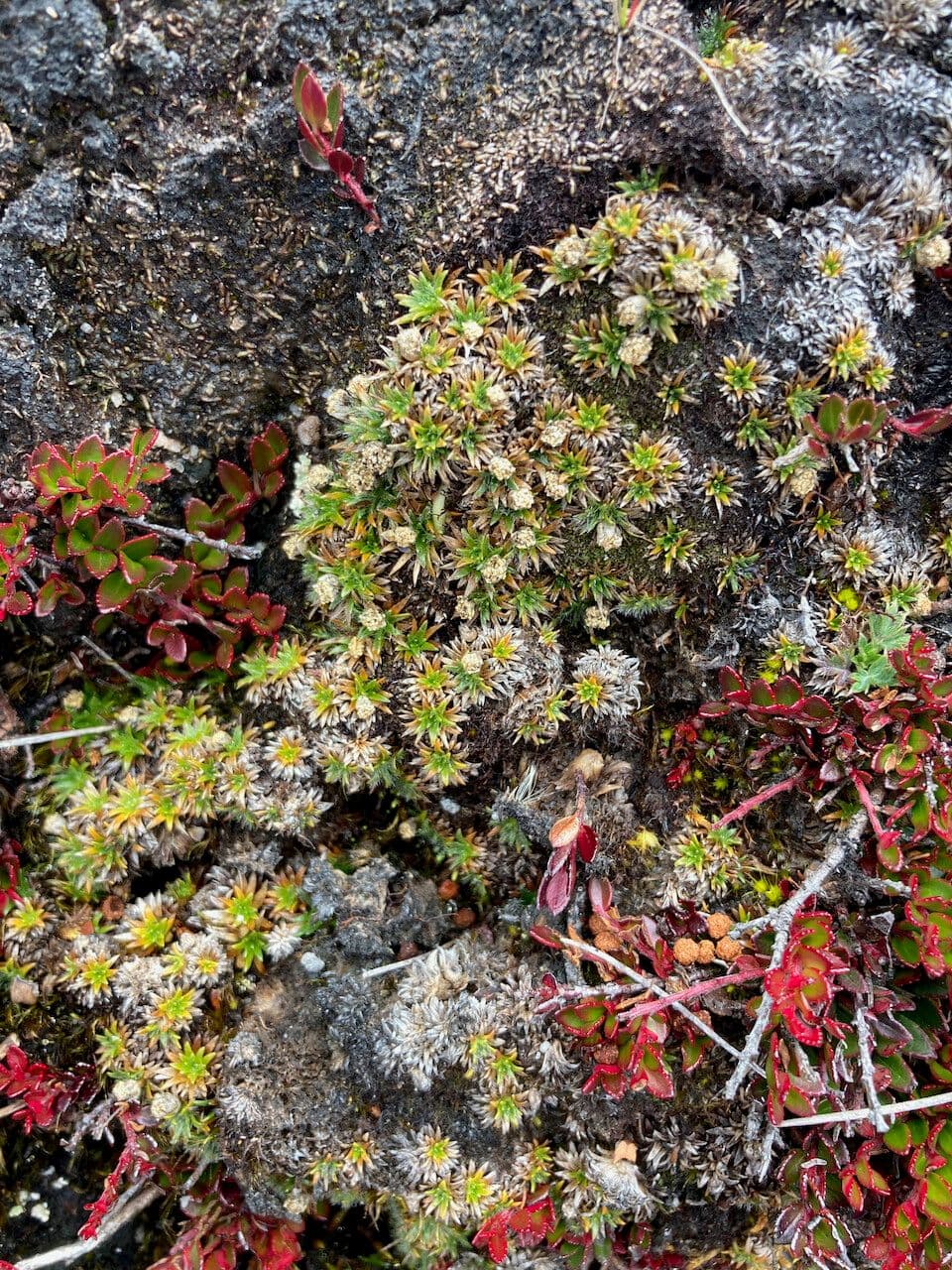 Paepalanthus 12