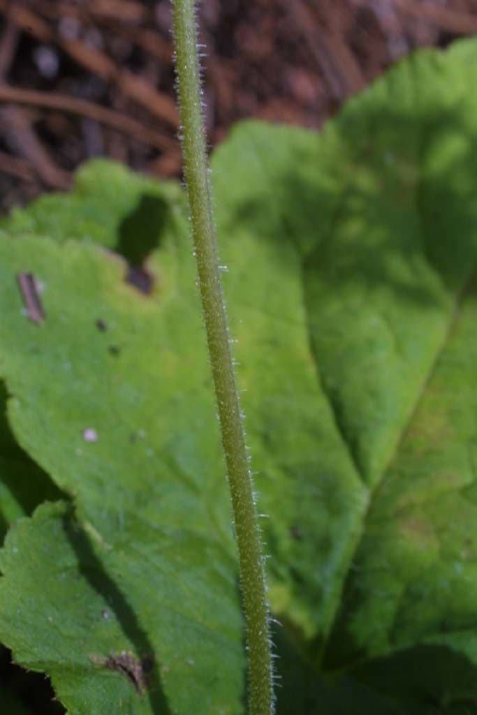 Schaumblüte 19