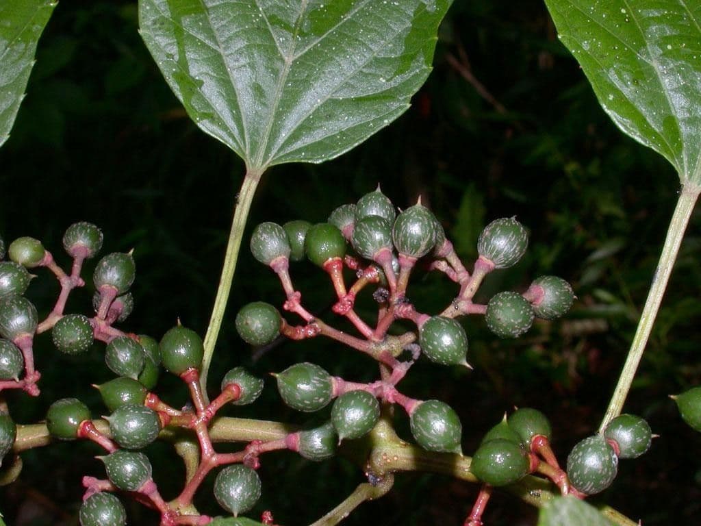 Cissus dwulistny 5