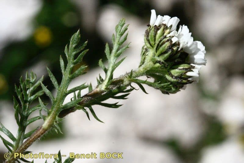 Achillea 11