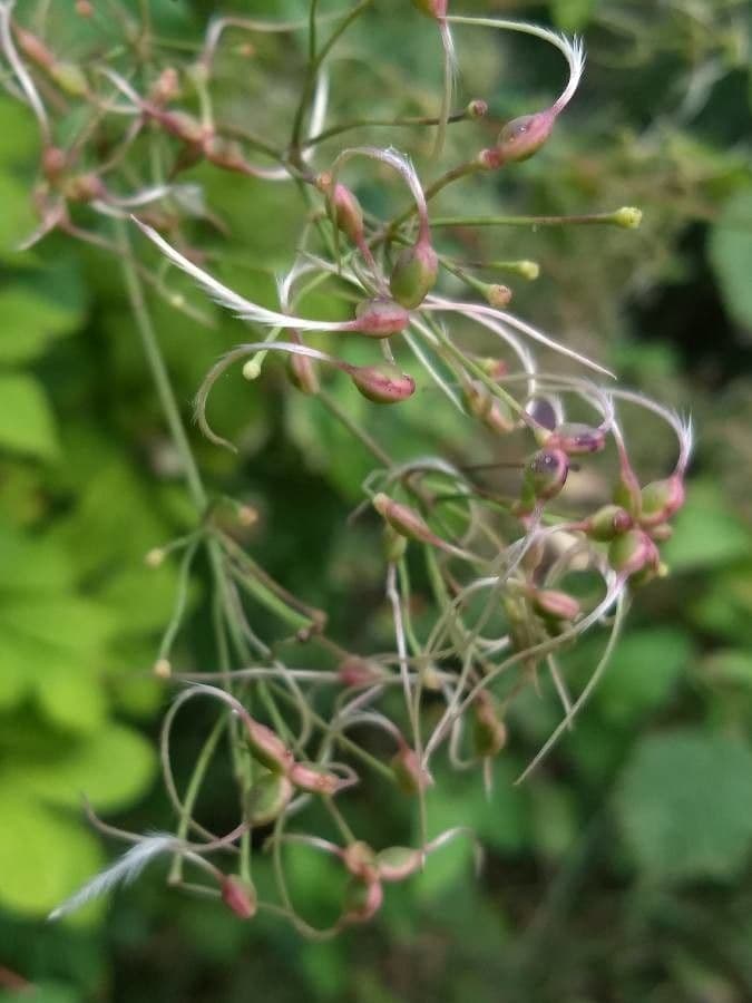 Clematis recta