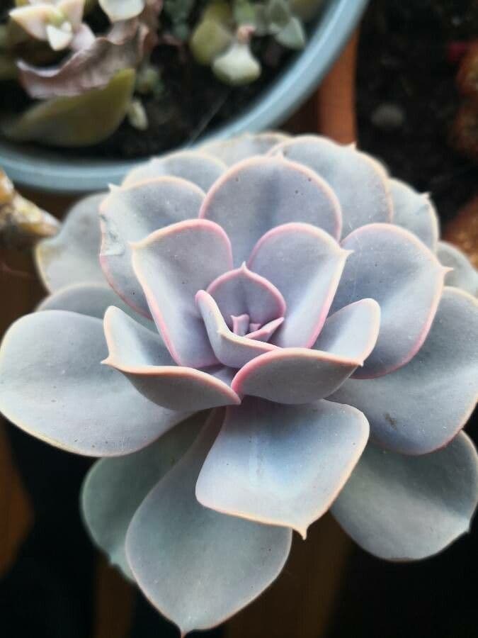 Echeveria 14