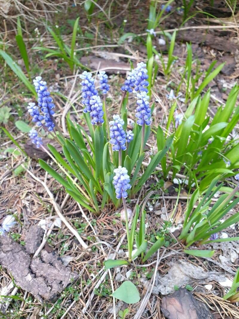 Muscari azzurro 25