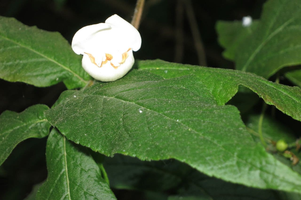 Bowkeria