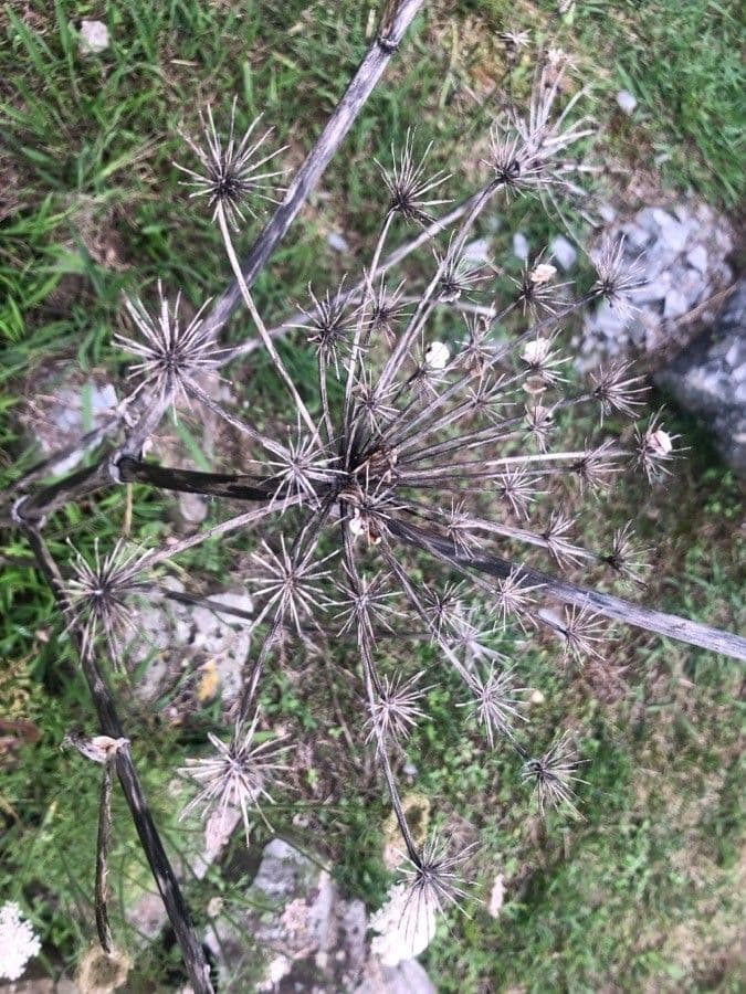 Angelica pachycarpa