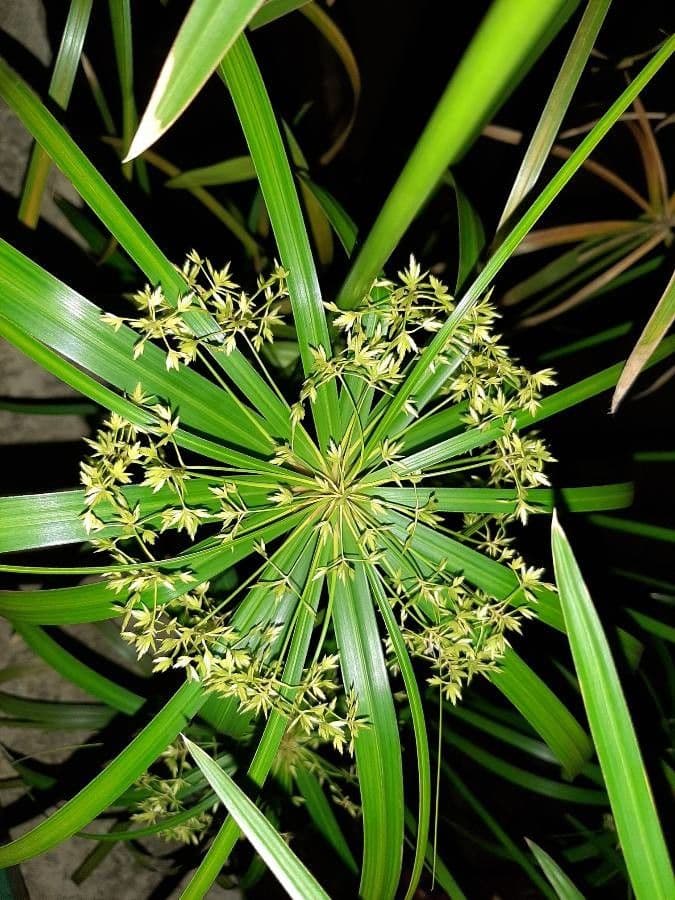 Zigolo involucrato 3