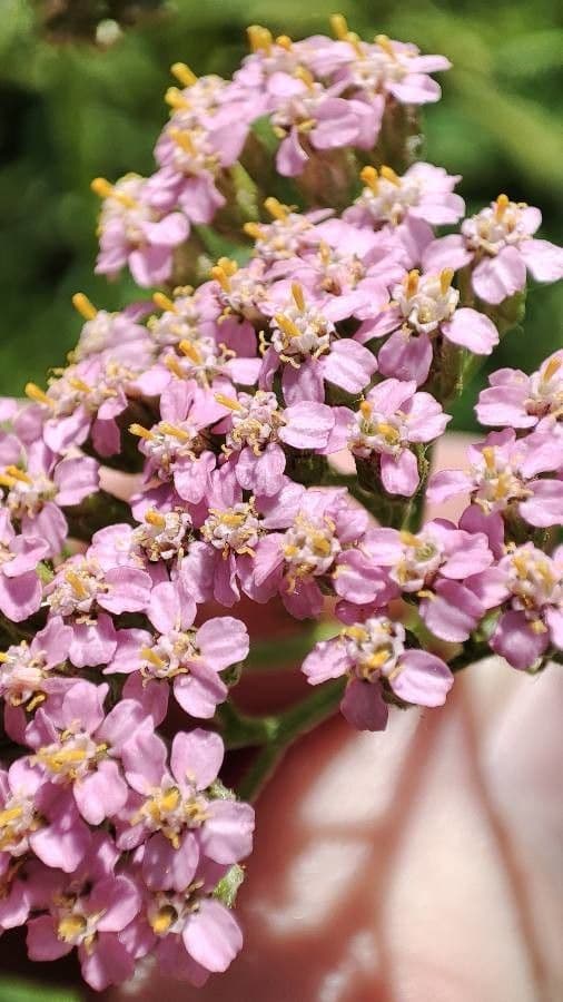 Achillea