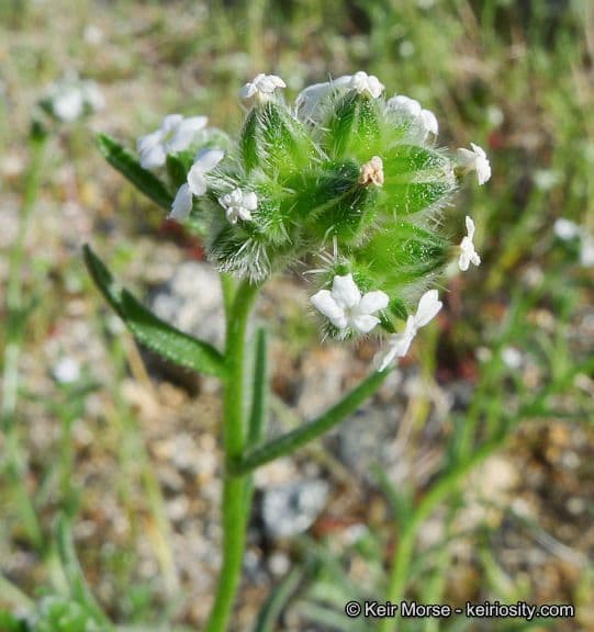 Cryptantha pterocarya 6
