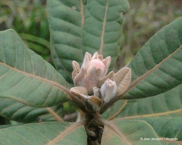 Xanthostemon 4